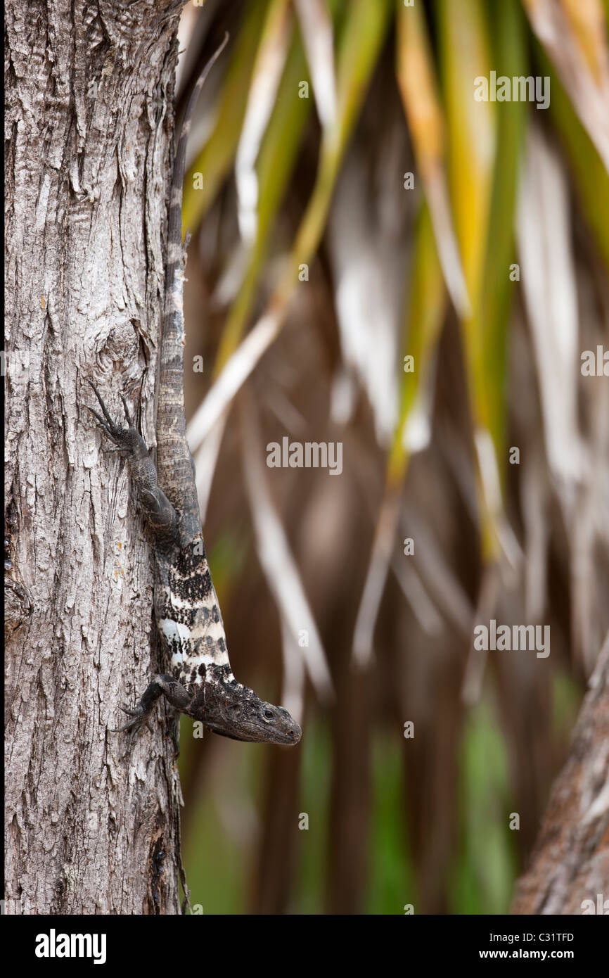 L'Iguane de Roatan (Ctenosaura oedirhina) en ordre décroissant un arbre près de la CoCo View Resort sur l'île de Roatan, Honduras. Banque D'Images