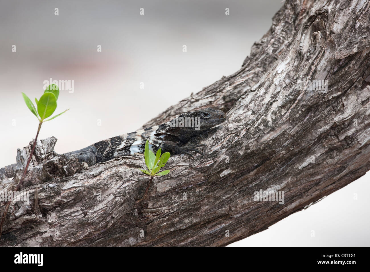 L'Iguane de Roatan (Ctenosaura oedirhina) en ordre décroissant un arbre près de la CoCo View Resort sur l'île de Roatan, Honduras. Banque D'Images