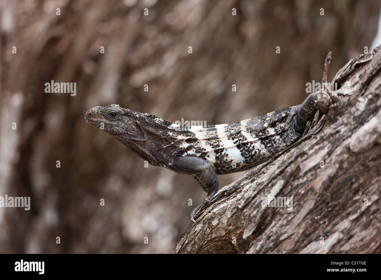 L'Iguane de Roatan (Ctenosaura oedirhina) en ordre décroissant un arbre près de la CoCo View Resort sur l'île de Roatan, Honduras. Banque D'Images