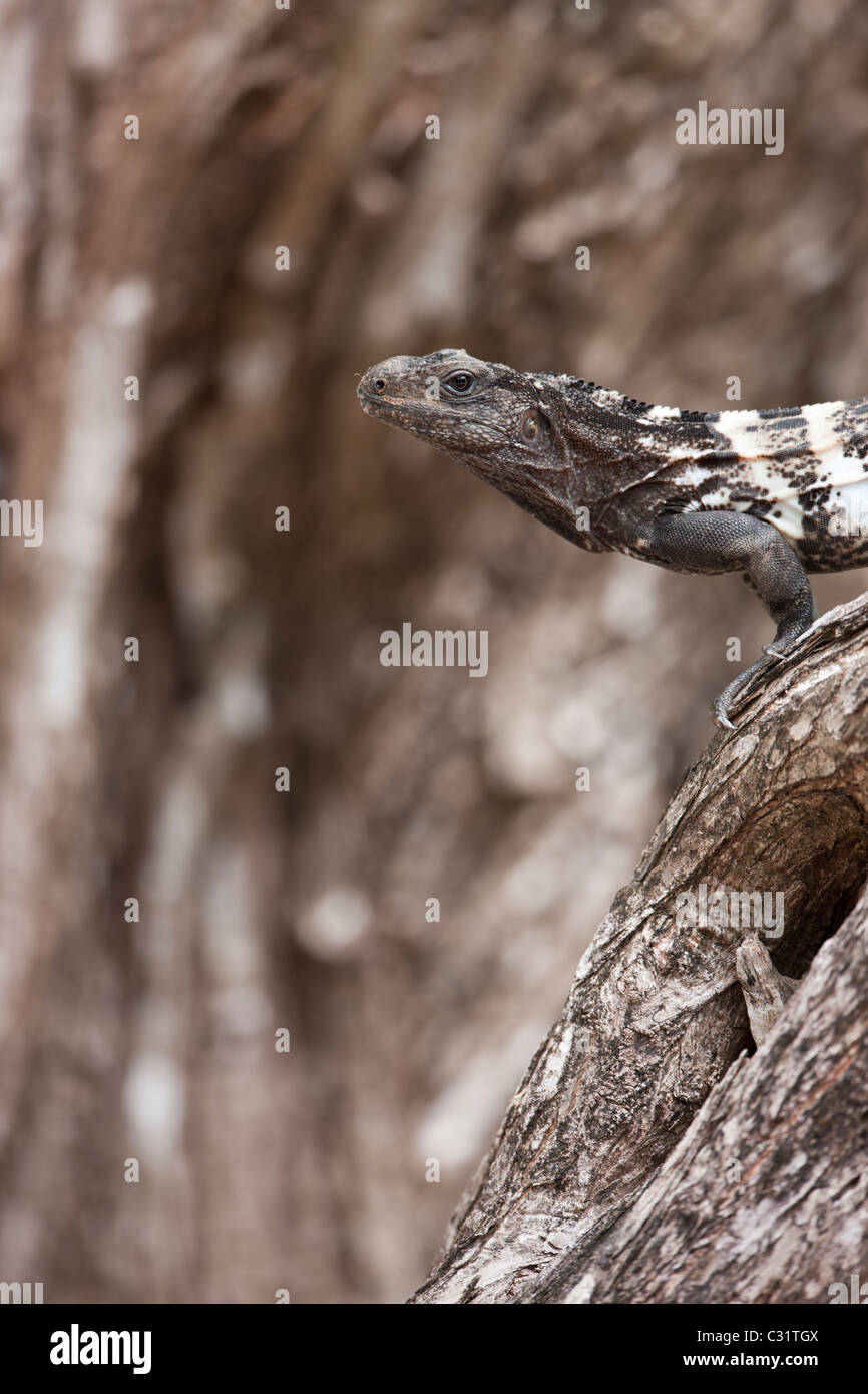 L'Iguane de Roatan (Ctenosaura oedirhina) en ordre décroissant un arbre près de la CoCo View Resort sur l'île de Roatan, Honduras. Banque D'Images