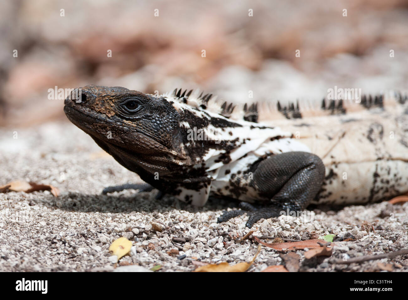 L'Iguane de Roatan (Ctenosaura oedirhina) reposant sur le sable Banque D'Images