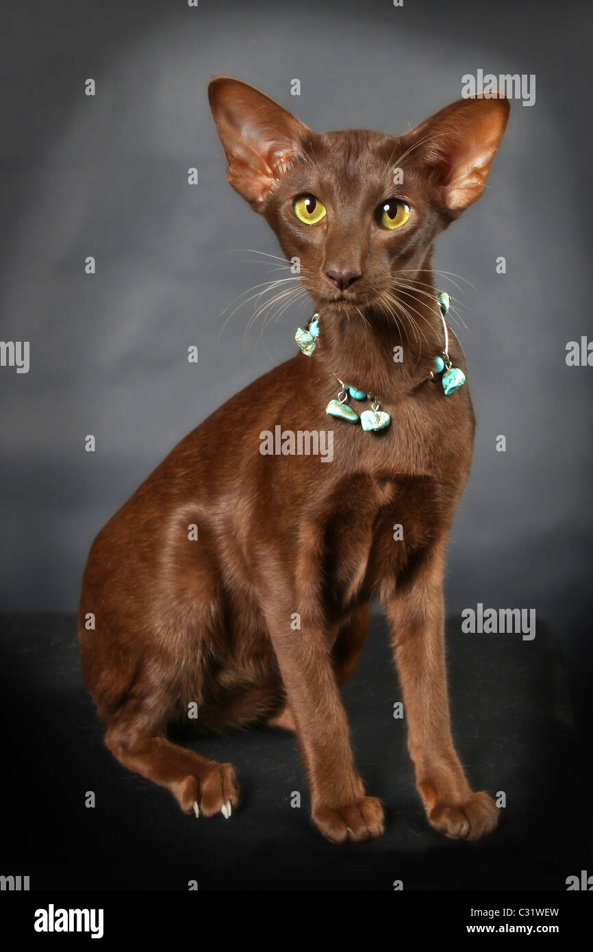 ELOVELY ET SON COLLIER, l'ORIENTAL SHORTHAIR CAT Banque D'Images