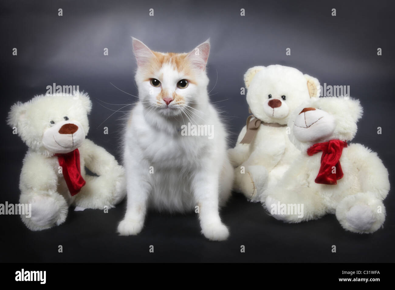 MOUSTACHE et son ours en peluche, chat angora Photo Stock - Alamy
