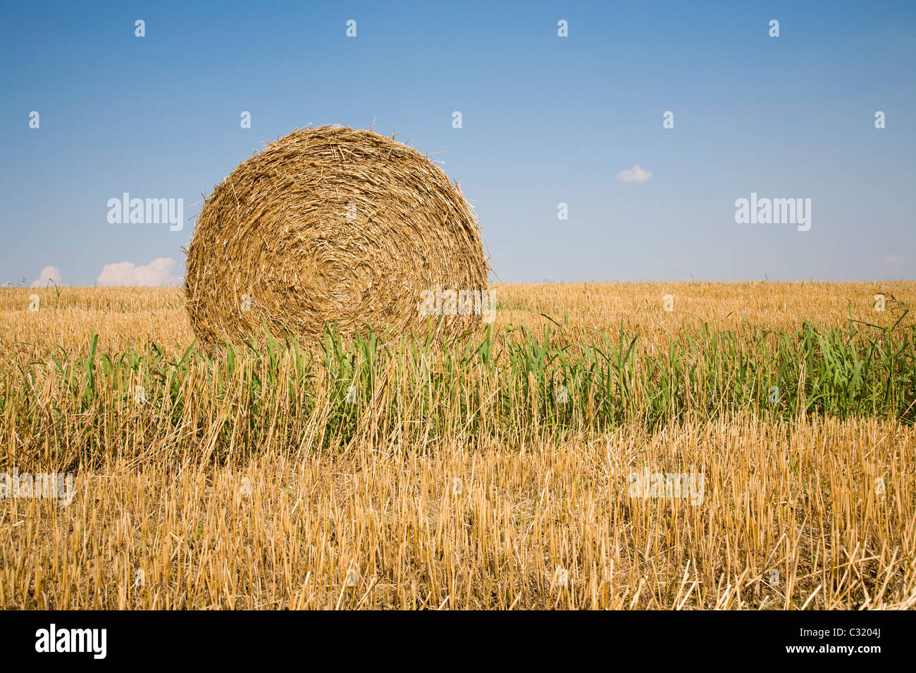 Balle de la paille - harvest Banque D'Images