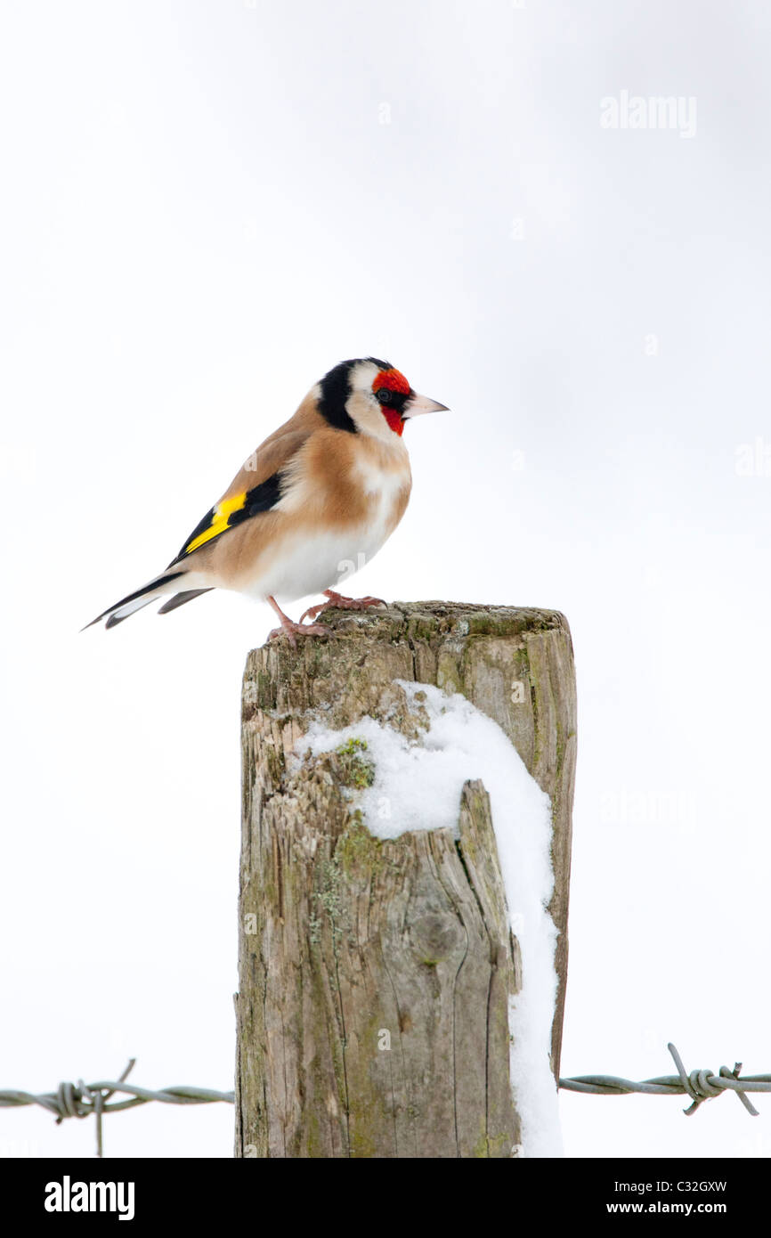 Chardonneret perchoirs par pente enneigée en hiver dans les Cotswolds, Royaume-Uni Banque D'Images