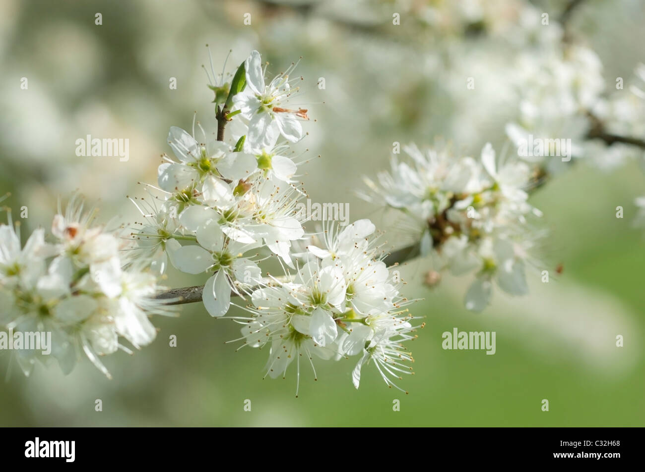 Close up de fleurs sur une branche de l'prunellier, Prunus spinosa. Banque D'Images