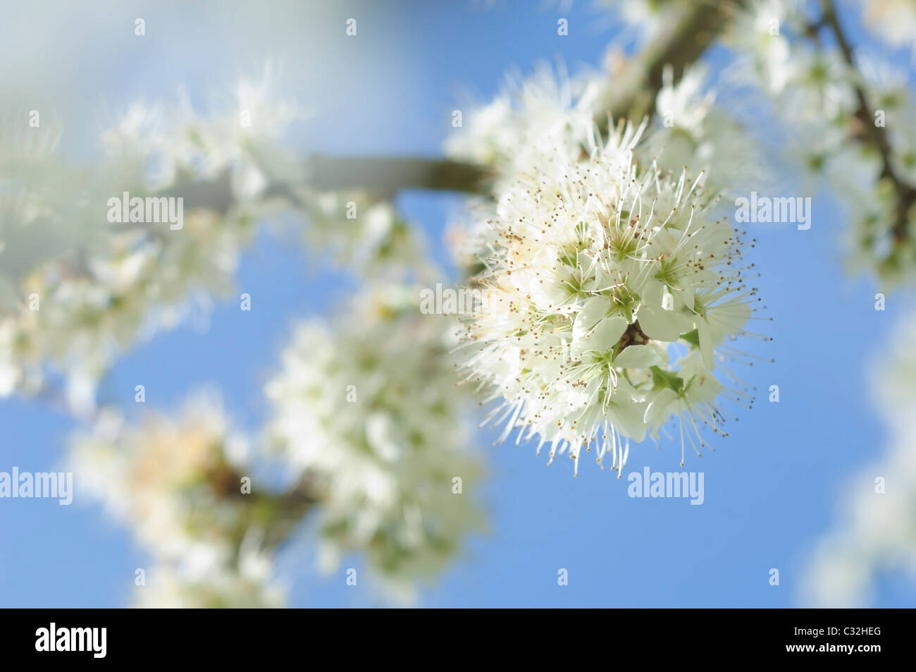 Close up de fleurs sur une branche de l'prunellier, Prunus spinosa. Banque D'Images