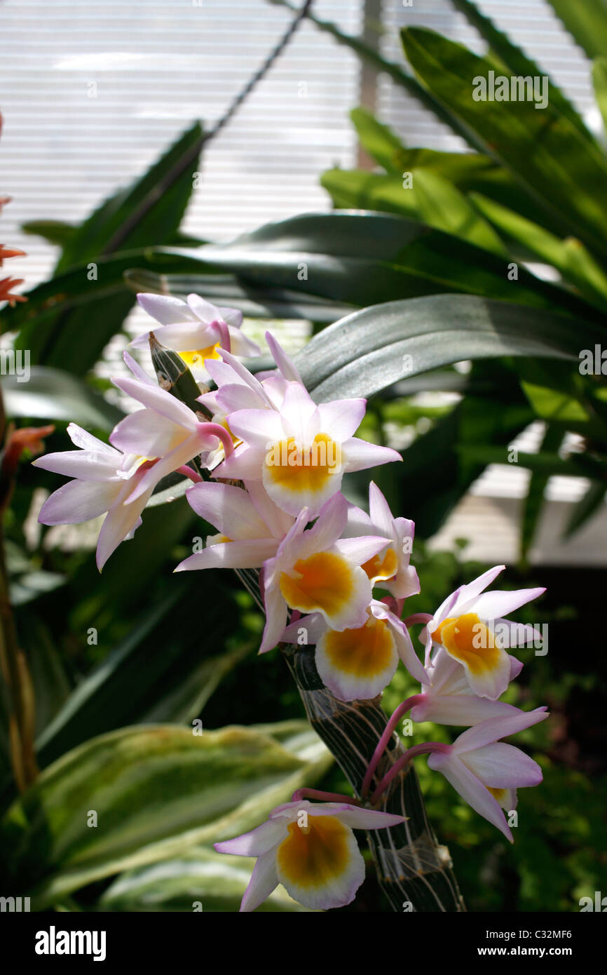 DENDROBIUM CREPIDATUM. CHAUSSURE ORCHIDÉE À LÈVRES. Banque D'Images