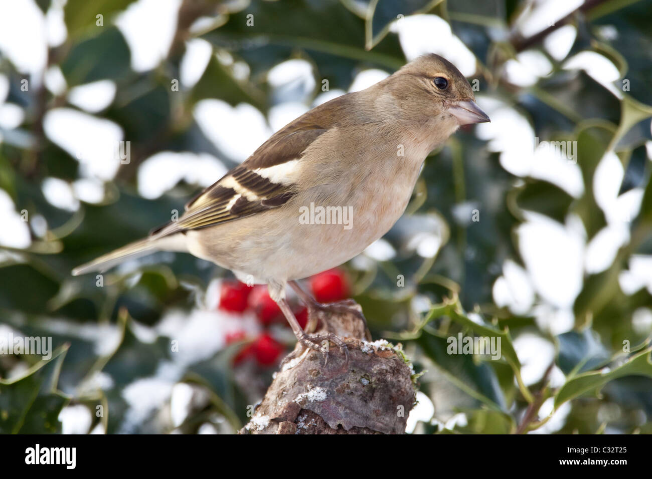 Chaffinch perches dans holly bush durant l'hiver dans la région des Cotswolds, Royaume-Uni Banque D'Images