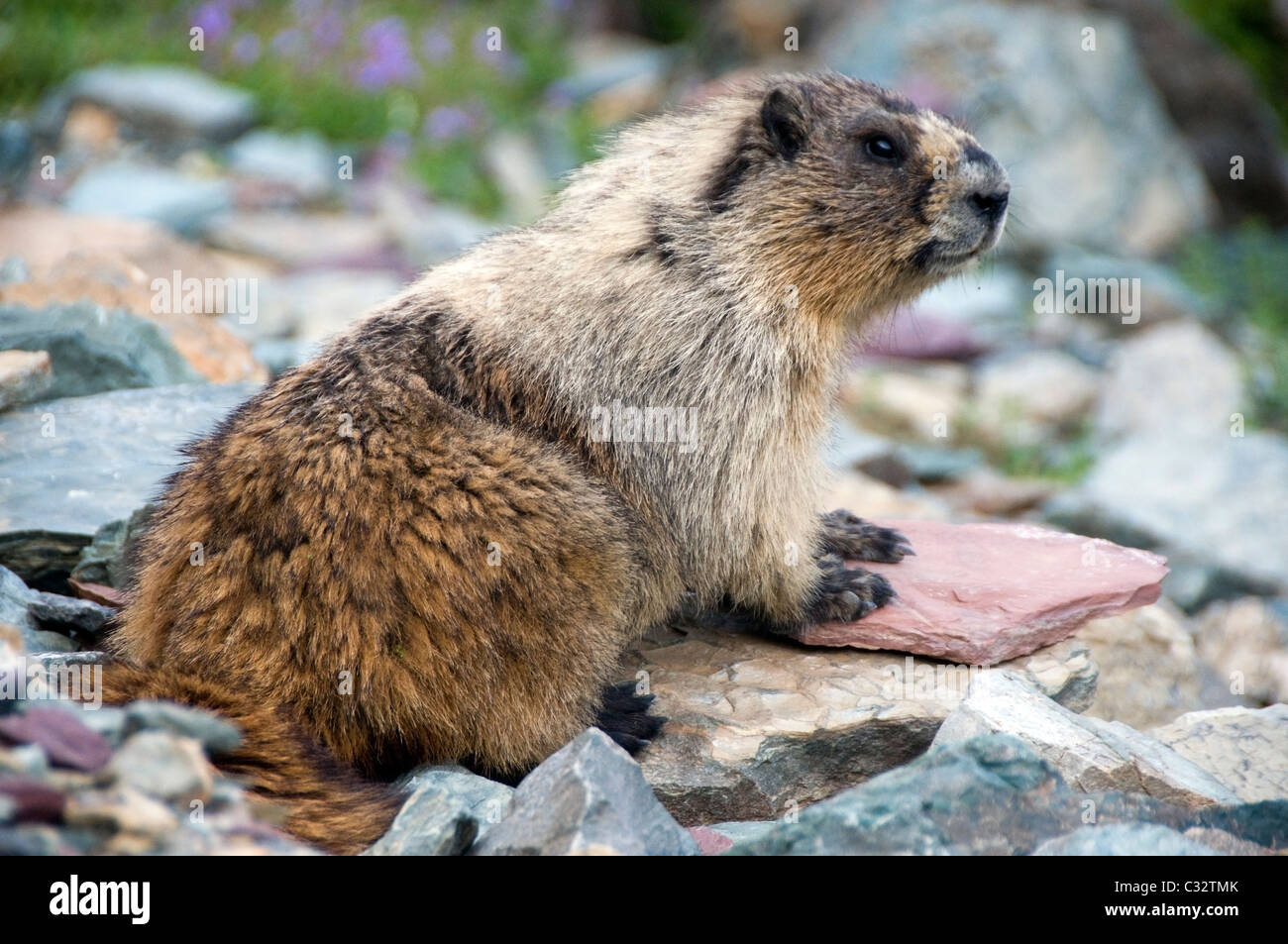 Une marmotte se trouve sur les rochers et vérifie sur son environnement dans le parc national des Glaciers, MT. Banque D'Images