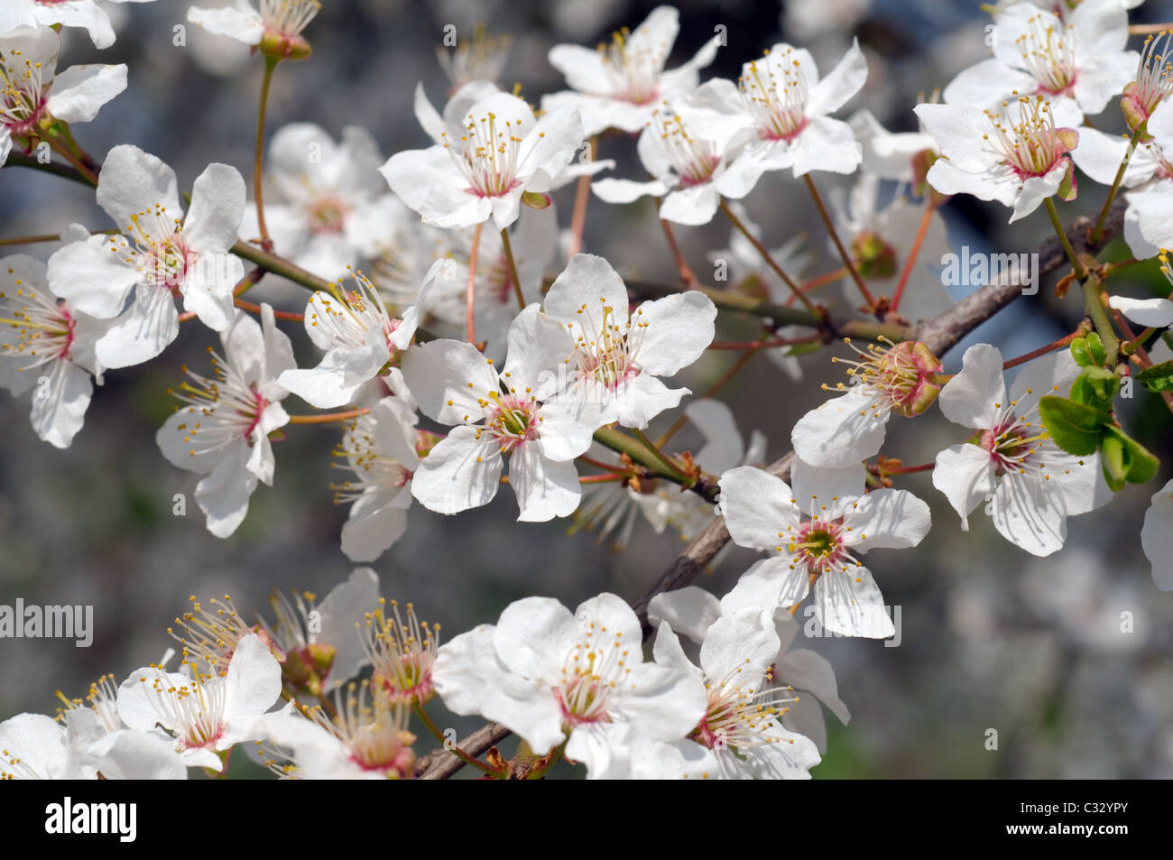 Blossoming cherry (Prunus avium), l'Ukraine, l'Europe de l'Est Banque D'Images