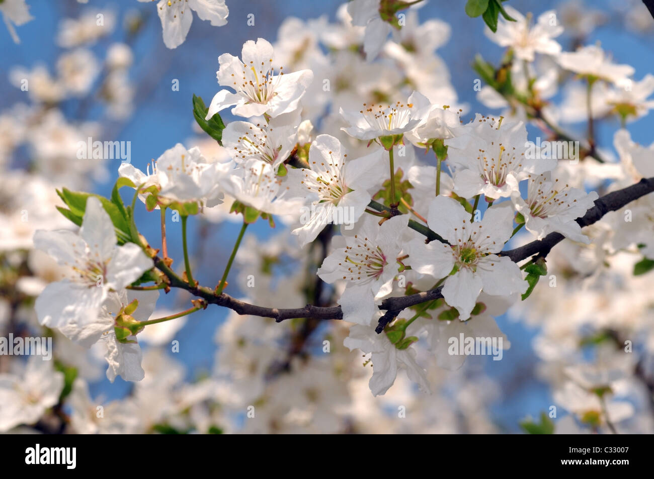 Blossoming cherry (Prunus avium), l'Ukraine, l'Europe de l'Est Banque D'Images