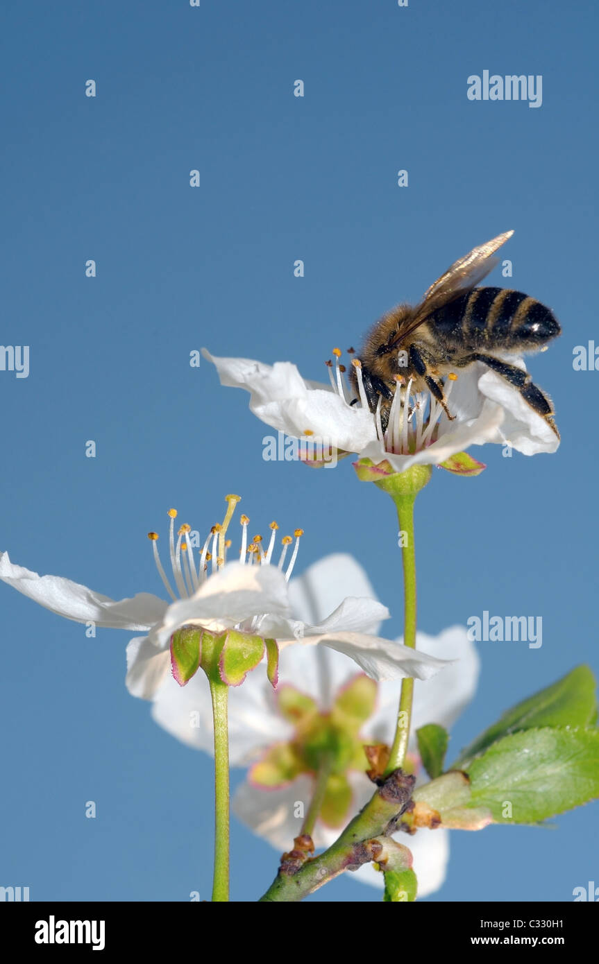 Abeille de miel collectant du pollen sur une fleur d'arbre de fruits sur fond de ciel bleu, Ukraine, Europe de l'est Banque D'Images