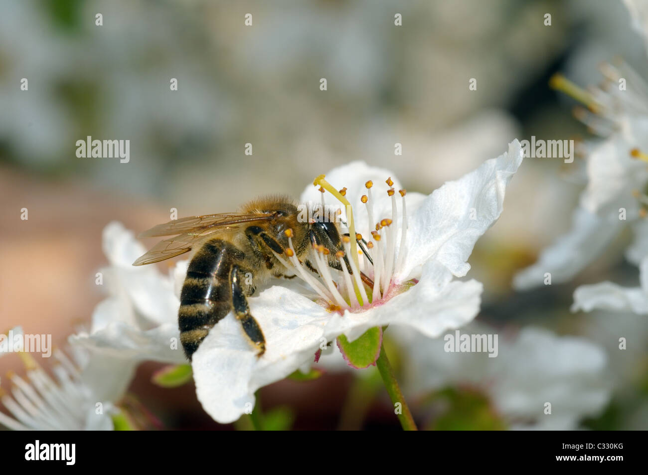 Abeille de miel collectant du pollen sur une fleur d'arbre de fruits, Ukraine, Europe de l'est Banque D'Images