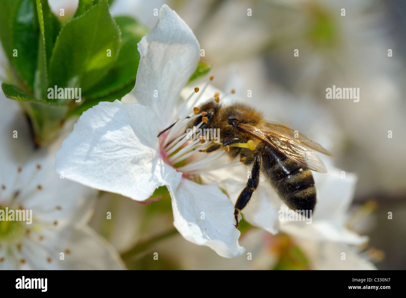 Abeille de miel collectant du pollen sur une fleur d'arbre de fruits, Ukraine, Europe de l'est Banque D'Images