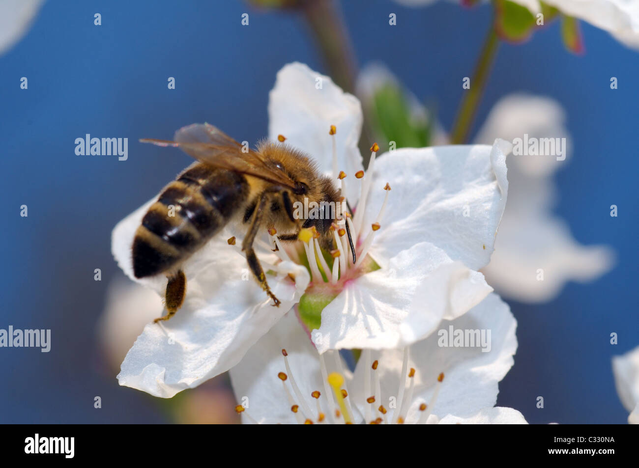 Abeille de miel collectant du pollen sur une fleur d'arbre de fruits sur fond de ciel bleu, Ukraine, Europe de l'est Banque D'Images