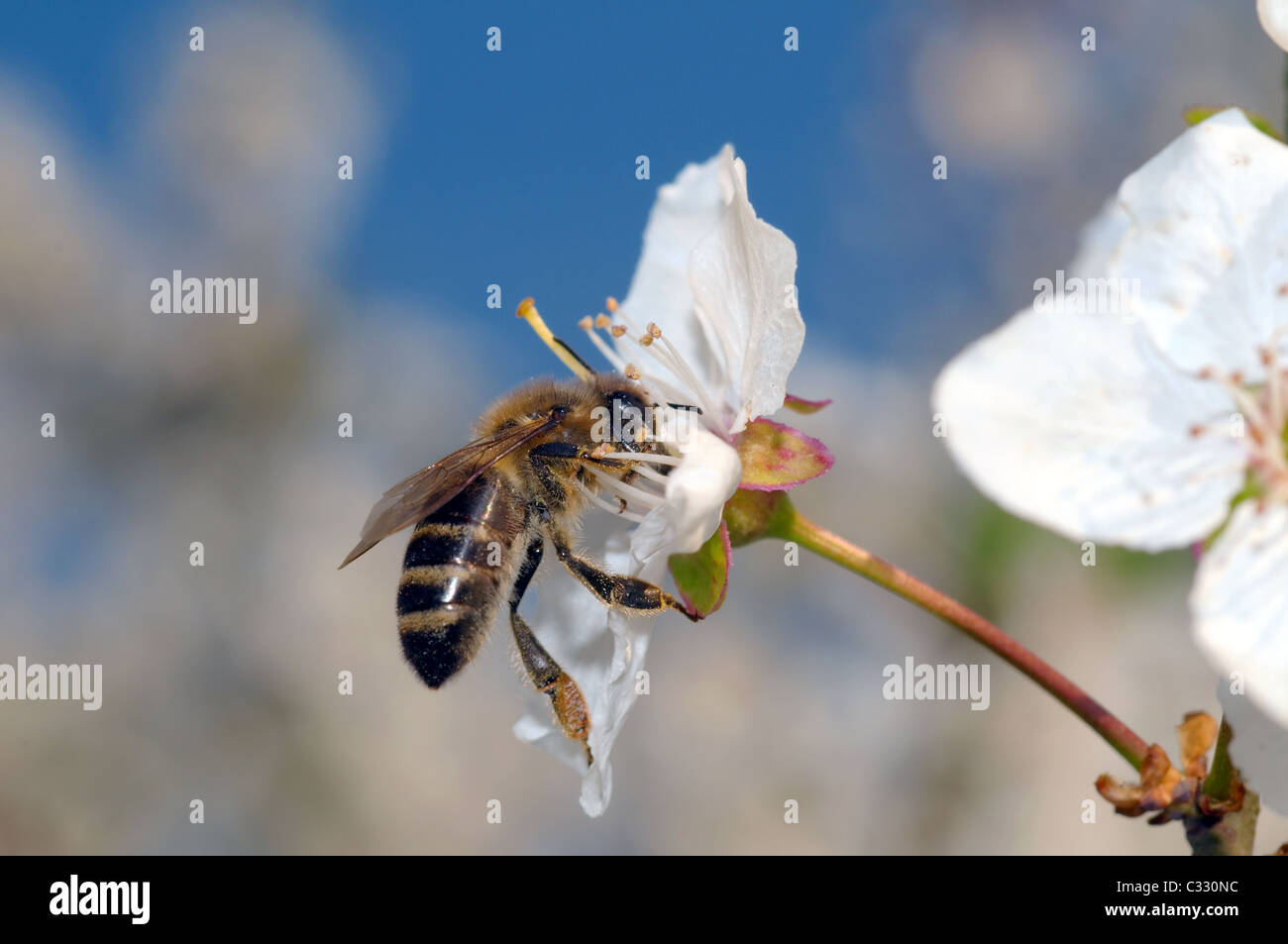 Abeille de miel (Apis mellifera) collectant du pollen sur une fleur d'arbre de fruits, Ukraine, Europe de l'est Banque D'Images