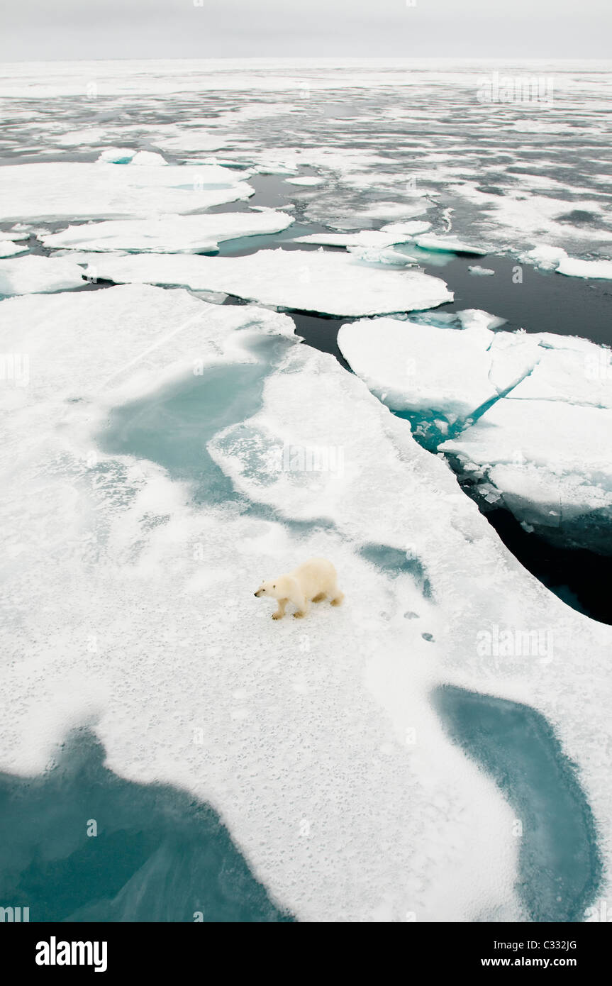 L'ours polaire (Ursus maritimus) sur la banquise, ca 81 deg. Nord. Svalbard Banque D'Images