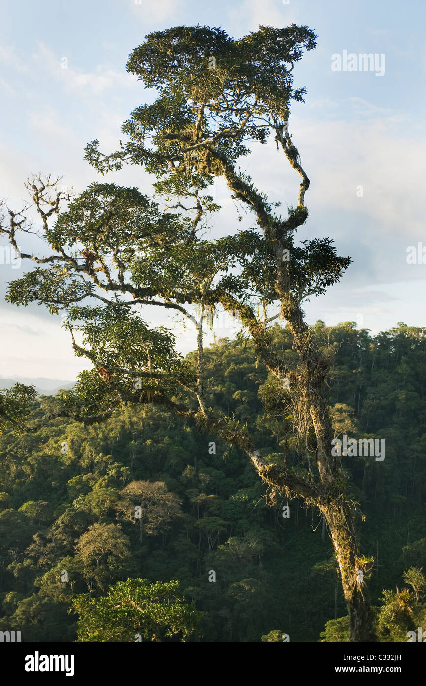 Arbre d'épiphytes, forêt tropicale de montagne, ca. 2000 m. L'Est de l'Andes, l'Amazonas, Pérou : pour l'habitat à queue jaune péruvien M laineux Banque D'Images