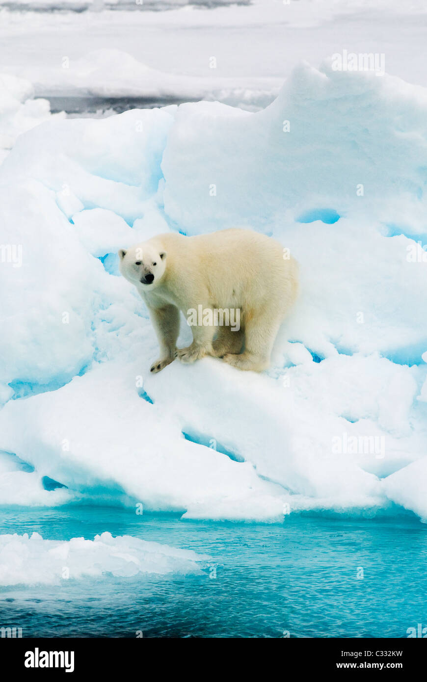 L'ours polaire (Ursus maritimus) sur la banquise, ca 81 deg. Nord. Svalbard Banque D'Images