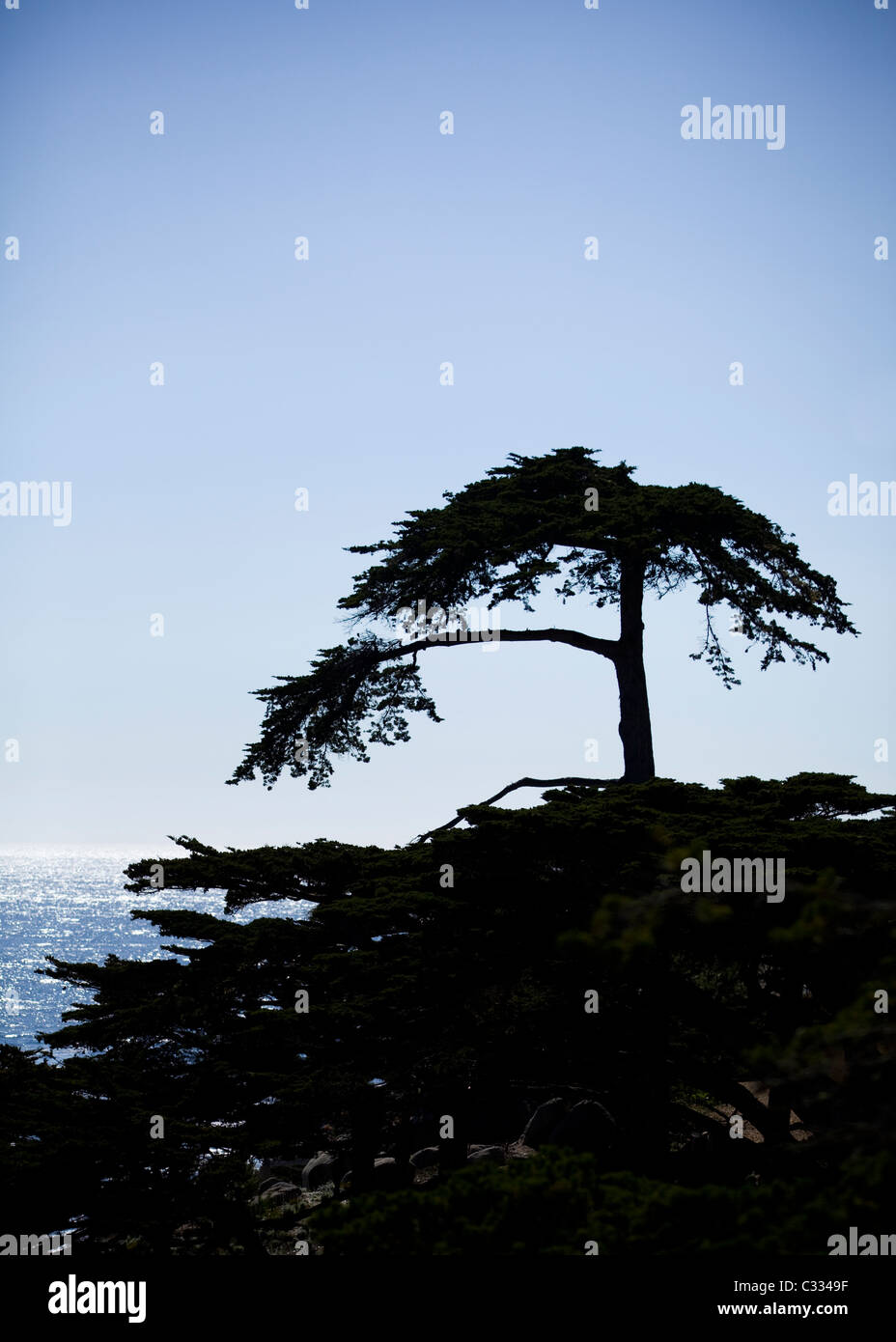 Silhouette d'arbre cyprès (Cupressus macrocarpa) le long de la côte de la californie centrale Banque D'Images