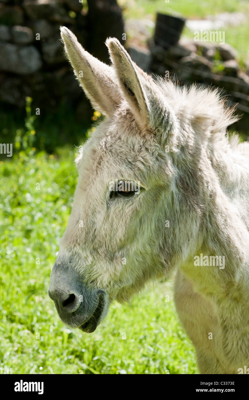 Un âne est souriante sur un fond d'herbe Banque D'Images