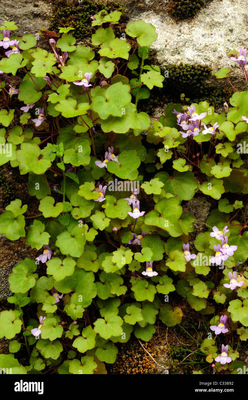 Linaire à feuilles de lierre ou Kenilworth Lierre (Cymbalaria muralis) Banque D'Images