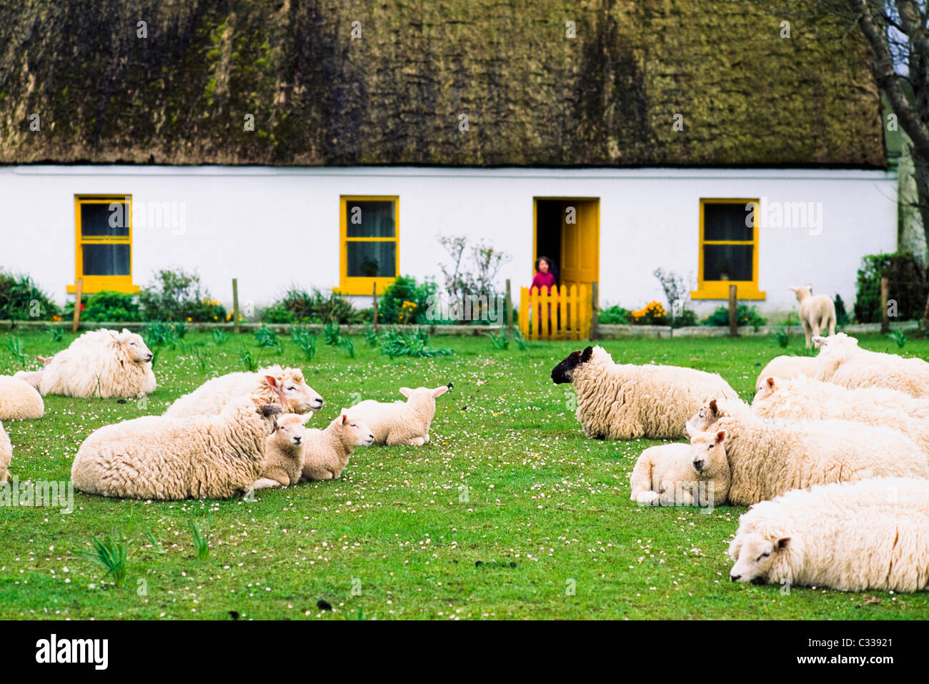 Près de Kinvara, Co Galway, Irlande, les moutons Banque D'Images