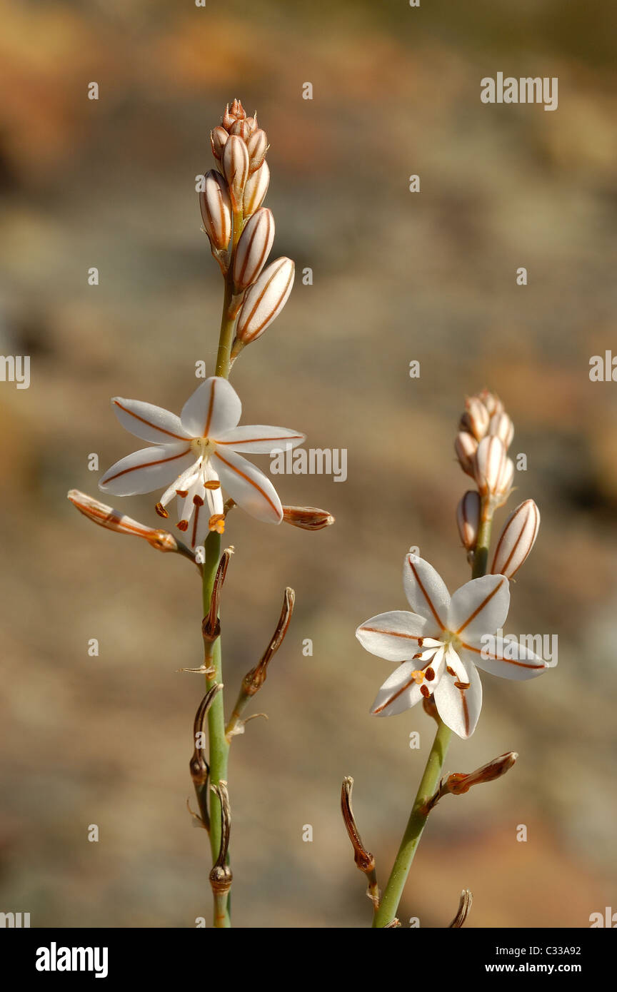 Onionweed ou Asphodèle (Asphodelus fistulosus Rose) Banque D'Images