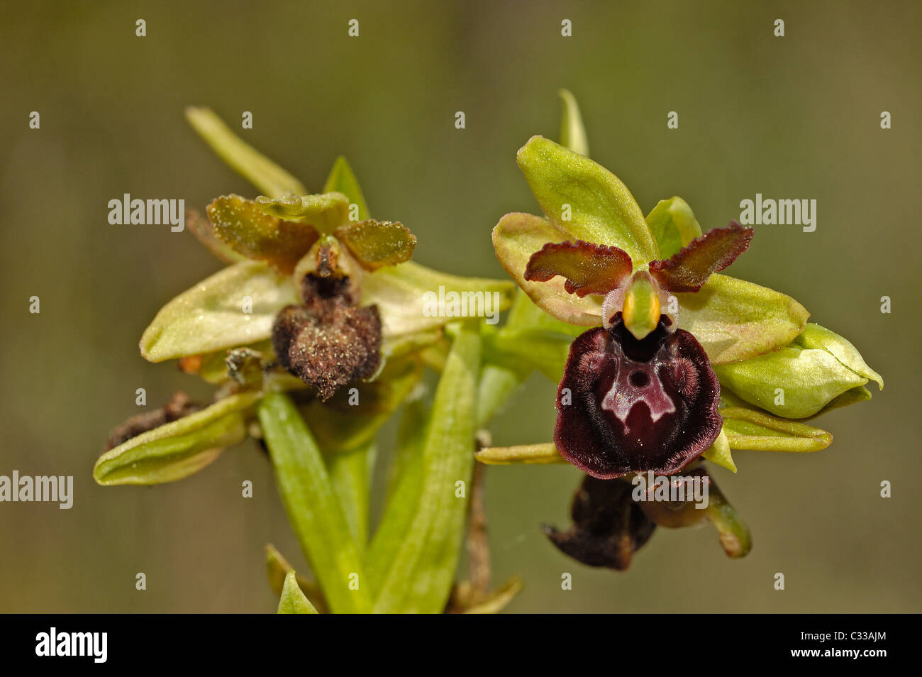 L'Orchidée araignée (Ophrys sphegodes) Banque D'Images