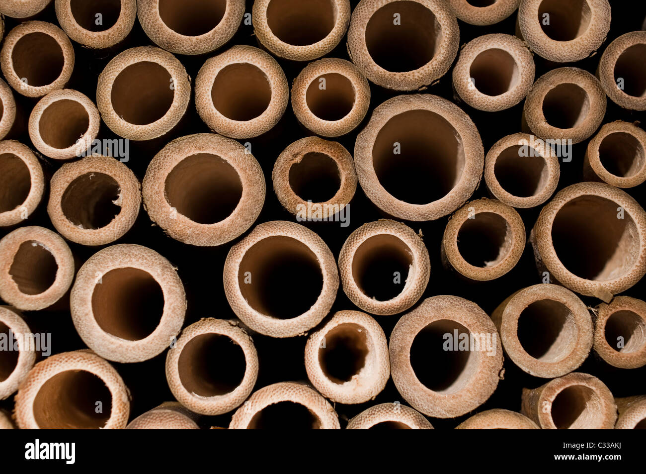 Un gros plan d'une abeille maçonne maison faite en bambou. Banque D'Images
