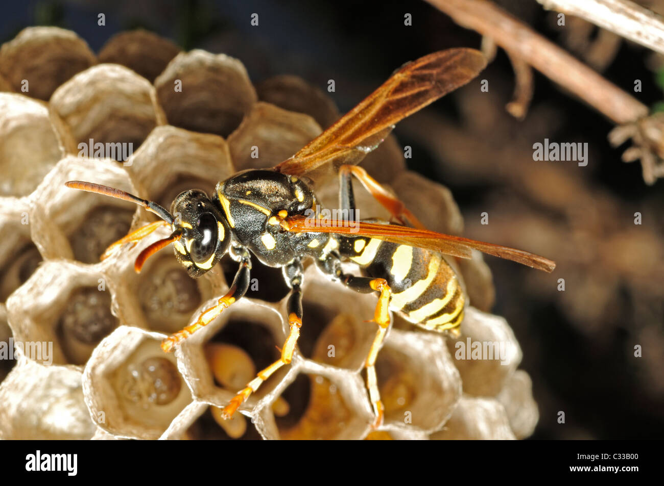 Nid d'insecte Banque de photographies et d’images à haute résolution — free download