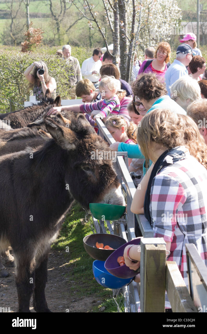 La région des Scottish Borders, le sanctuaire des ânes de Holmes, Donkeyheaven - St Boswells. Donner la nourriture des ânes. Banque D'Images