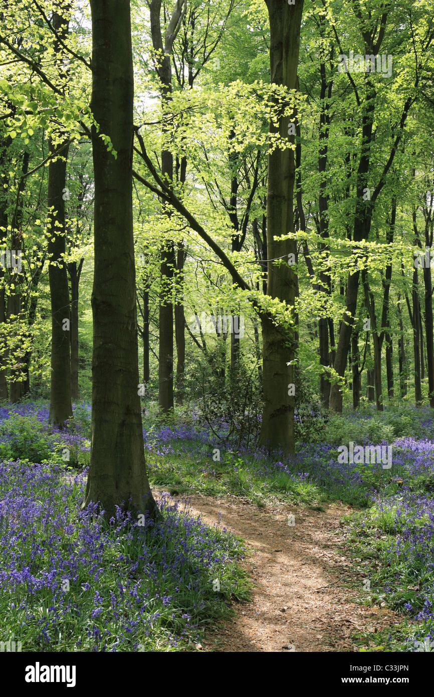 Chemin à travers les cloches fleurissent au printemps dans West Woods bluebell Wood, Marlborough, Wiltshire, Angleterre, Royaume-Uni Banque D'Images