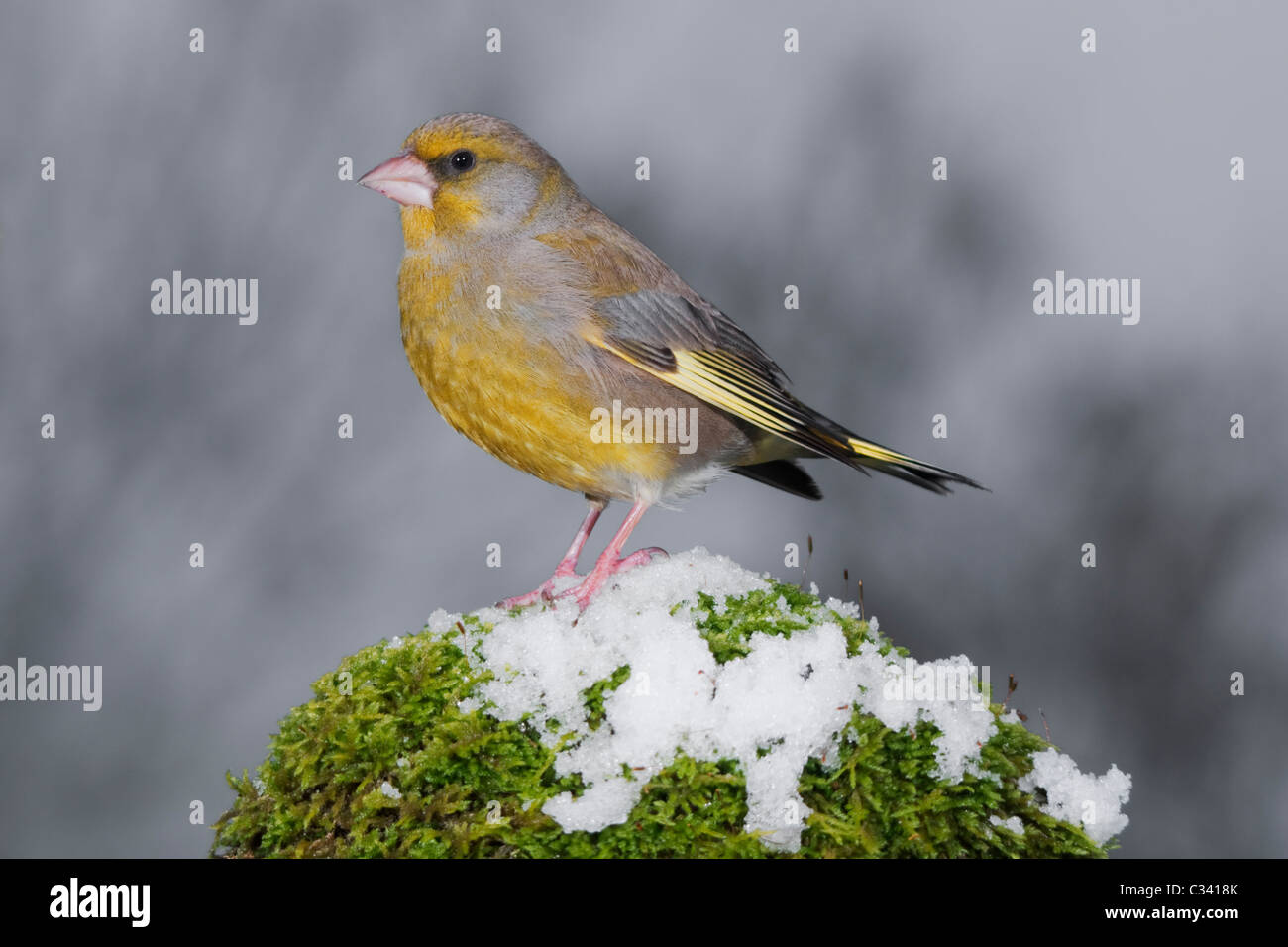 Verdier d'Europe (Carduelis chloris) hommes debout sur la neige couverts moss Banque D'Images
