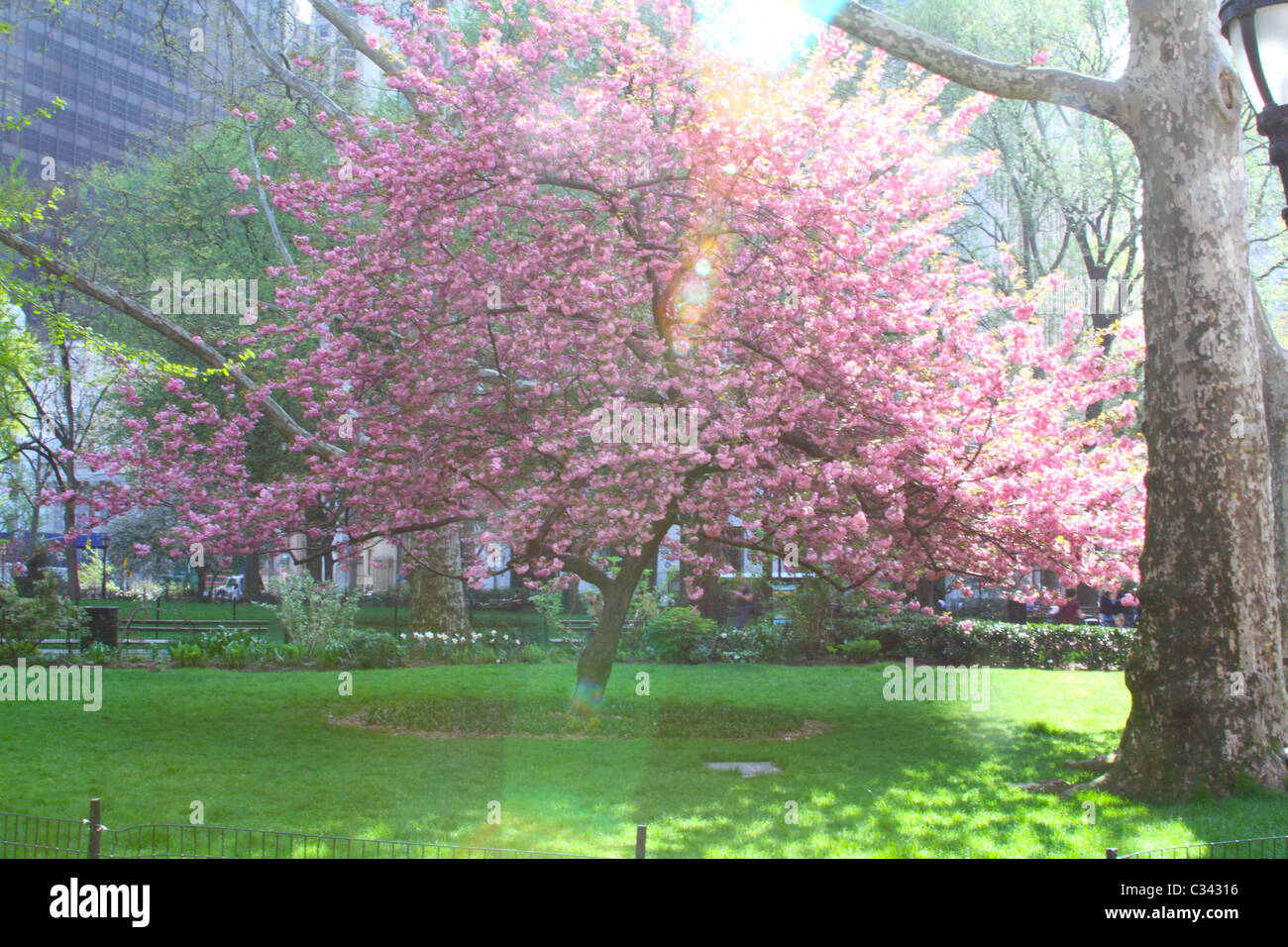 Cherry Blossom Tree illuminée par la lumière du matin Banque D'Images