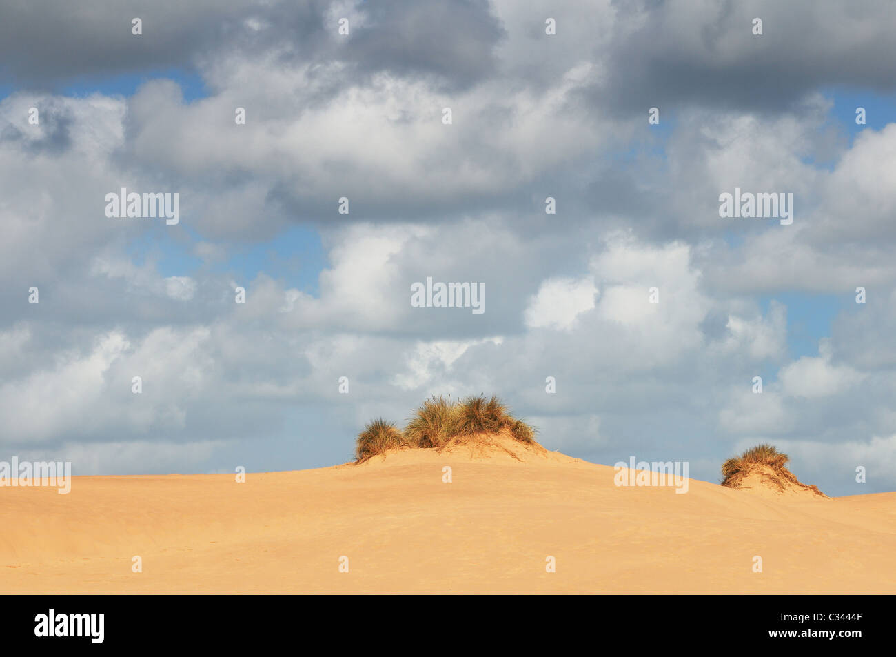 Détails de dunes de sable de l'Balmedie et Menie, une zone en cours d'élaboration qu'un terrain de golf par spéculateur bien Donald Trump Banque D'Images