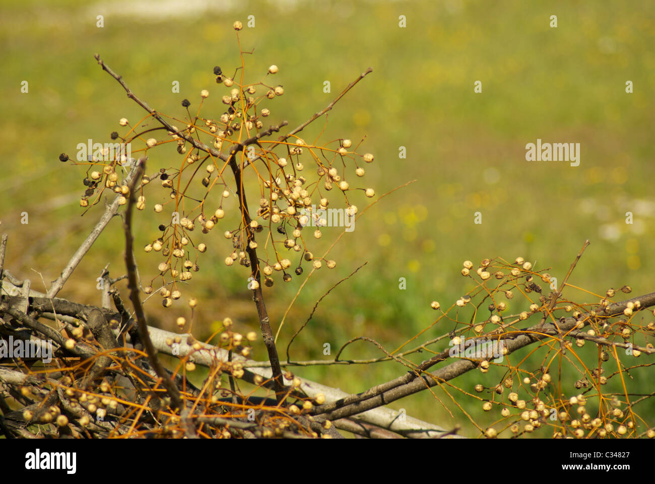 Branche de l'arbre de la Chine ou lilas de Perse, beaucoup de fruits. Banque D'Images