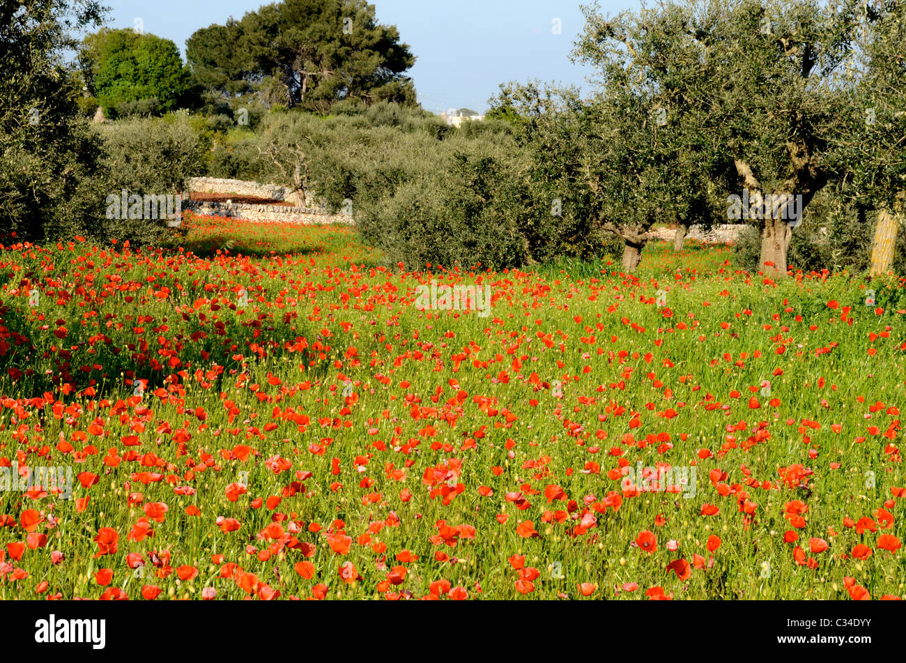 Alamy