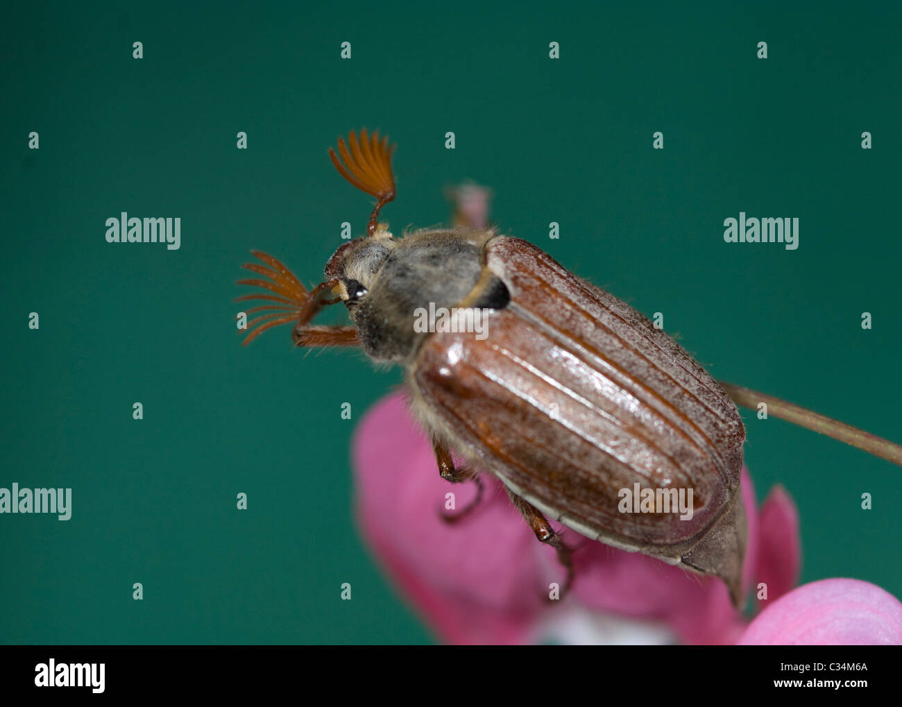 Maybug (Melolontha melolontha), Hampshire, Royaume-Uni Banque D'Images