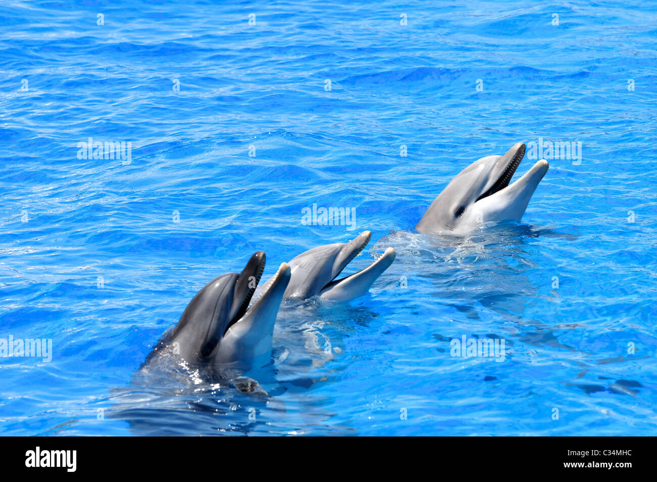 Trois dauphins Banque D'Images