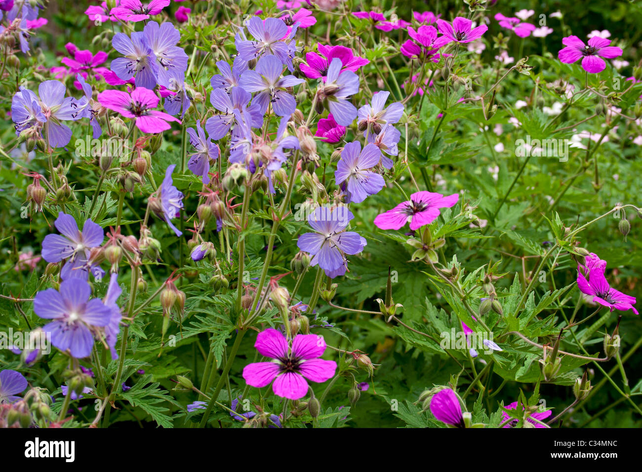 Masse de la floraison Hardy Geraniums Banque D'Images