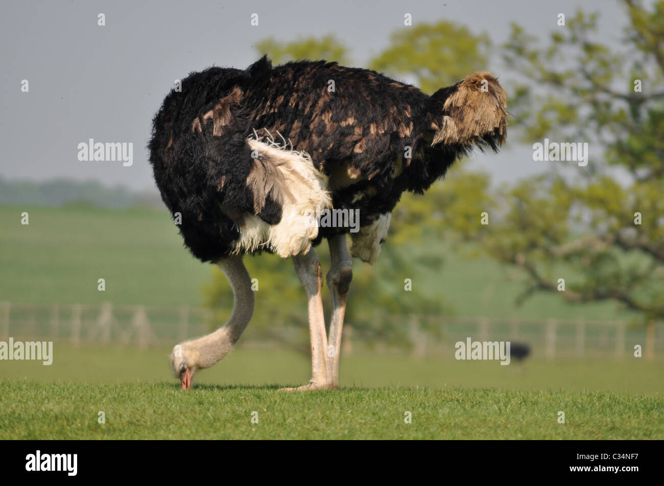 Autruche d'Afrique du Sud (Struthio camelus australis) mâle adulte Banque D'Images