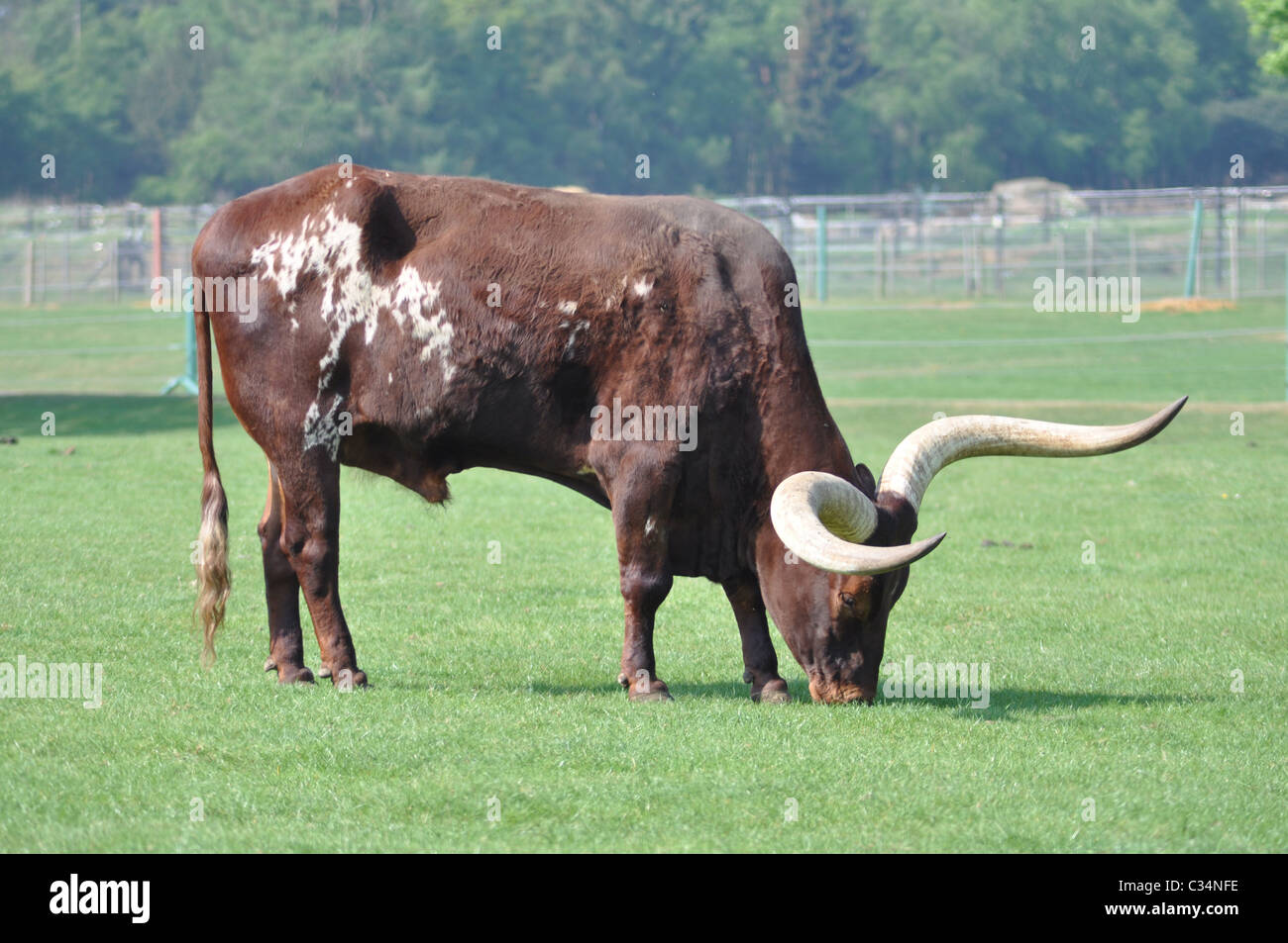 Bufffalo avec longues cornes Banque D'Images