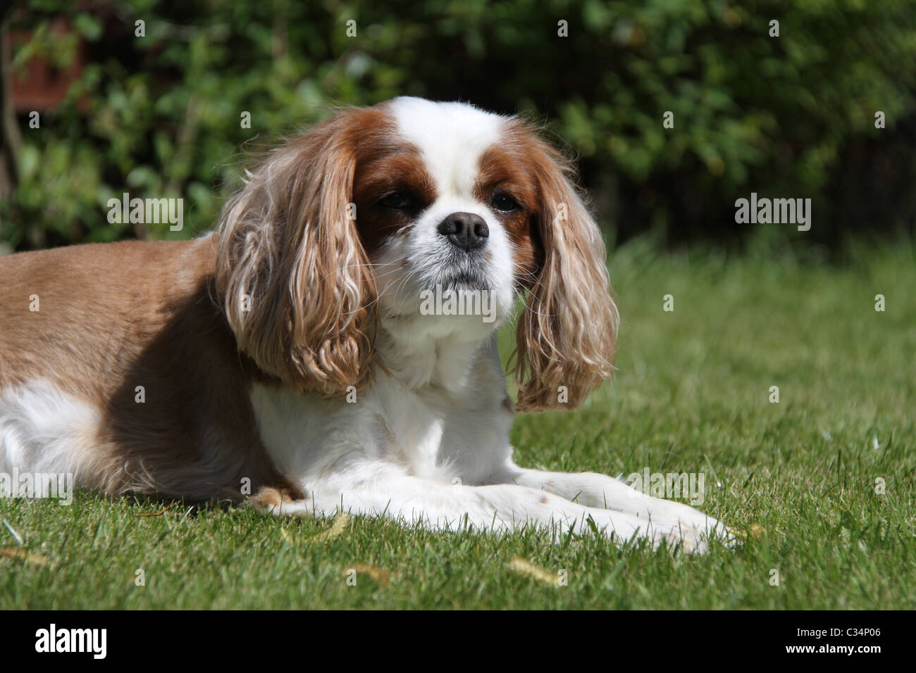 CAVALIER King Charles Spaniel Banque D'Images CAVALIER King Charles Spaniel Banque D'Images