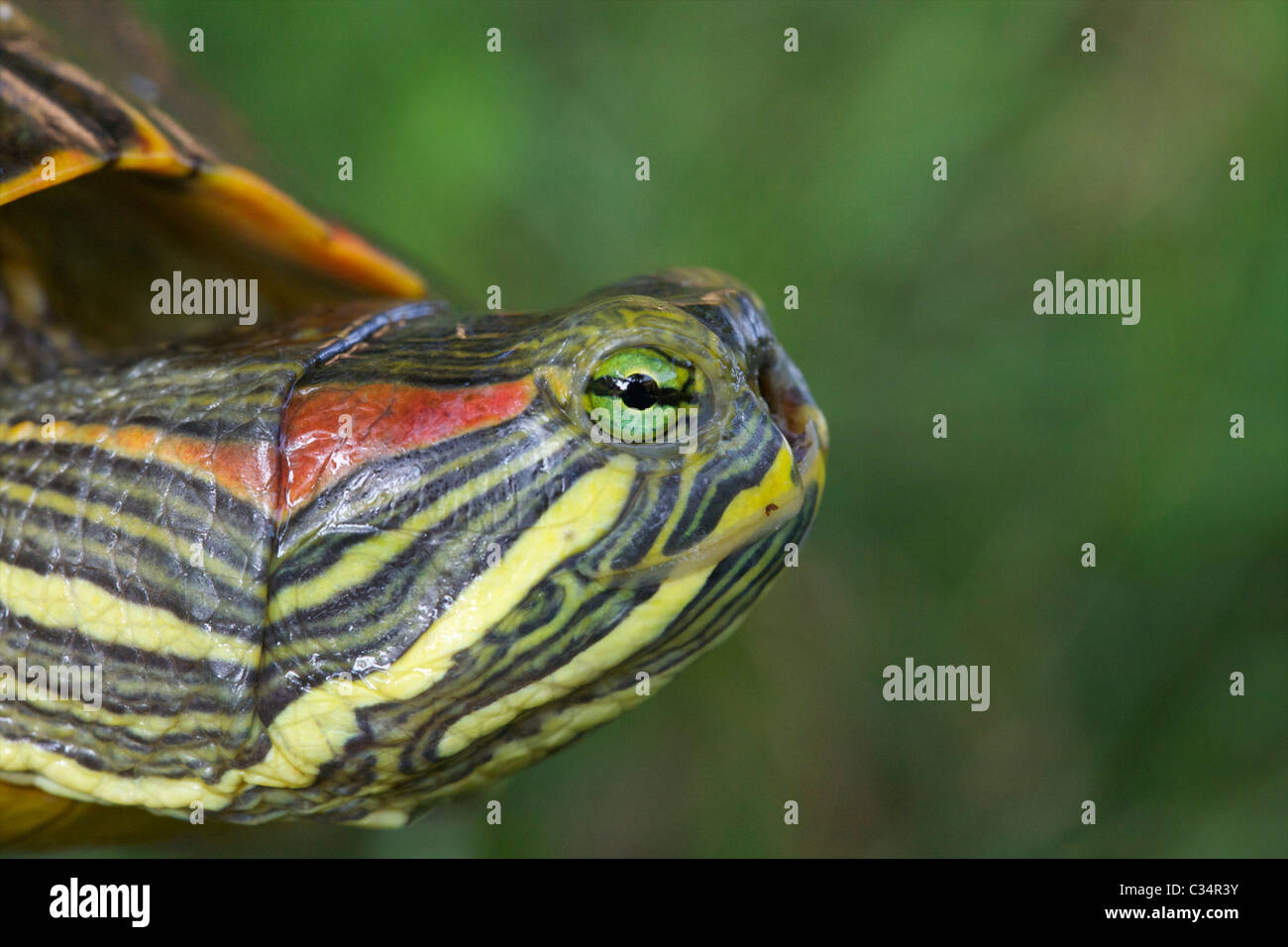 Une vue latérale d'une tortue à oreilles rouges déformés (Trachemys scripta elegans) qui n'est pas son nez pour une raison inconnue. Banque D'Images