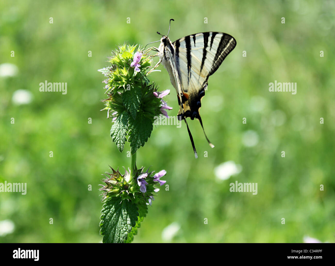 Swallowtail butterfly (rares) sur un pré Banque D'Images