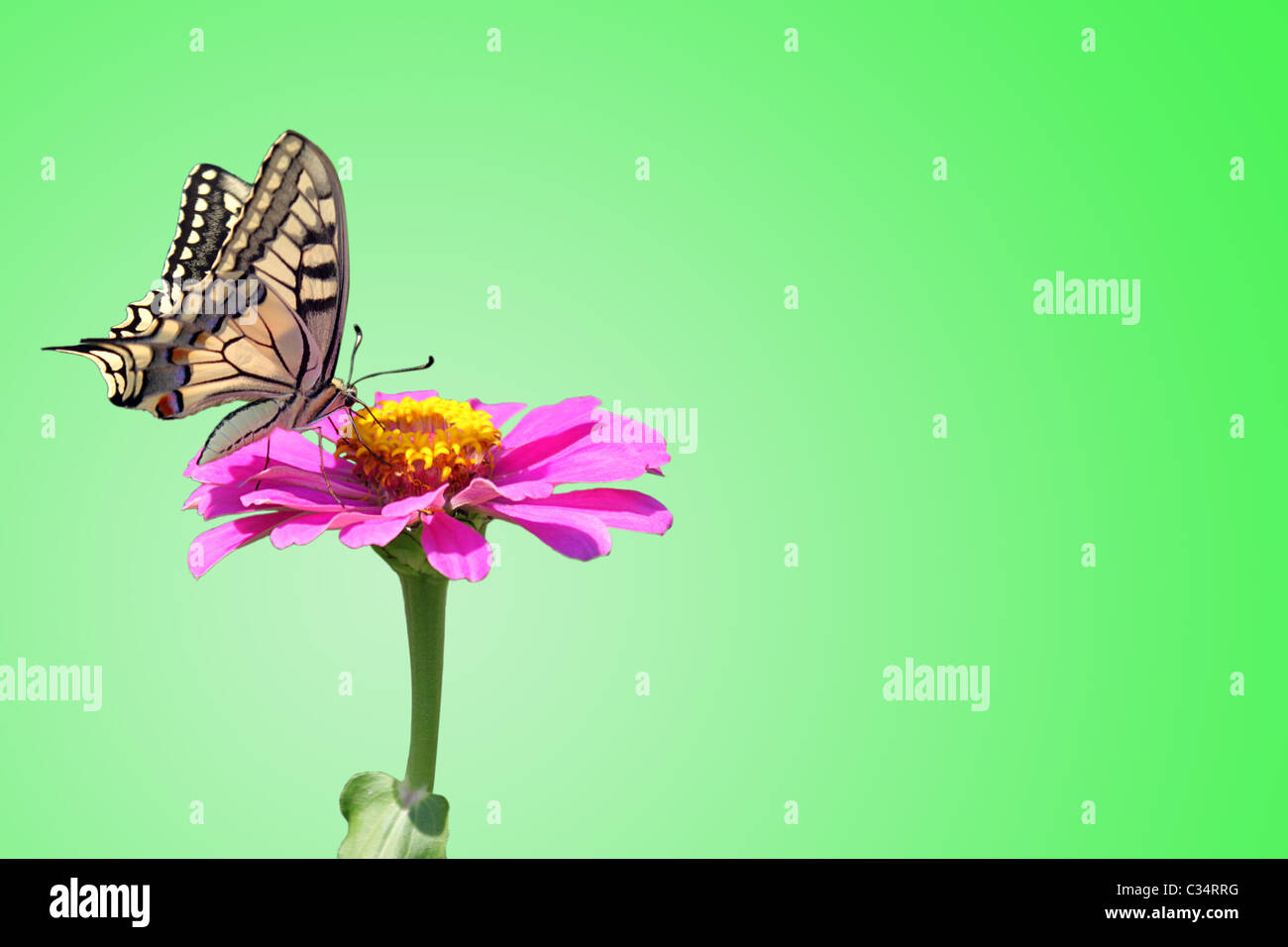 Papilio Machaon (papillon) sur la fleur (zinnia) sur green Banque D'Images