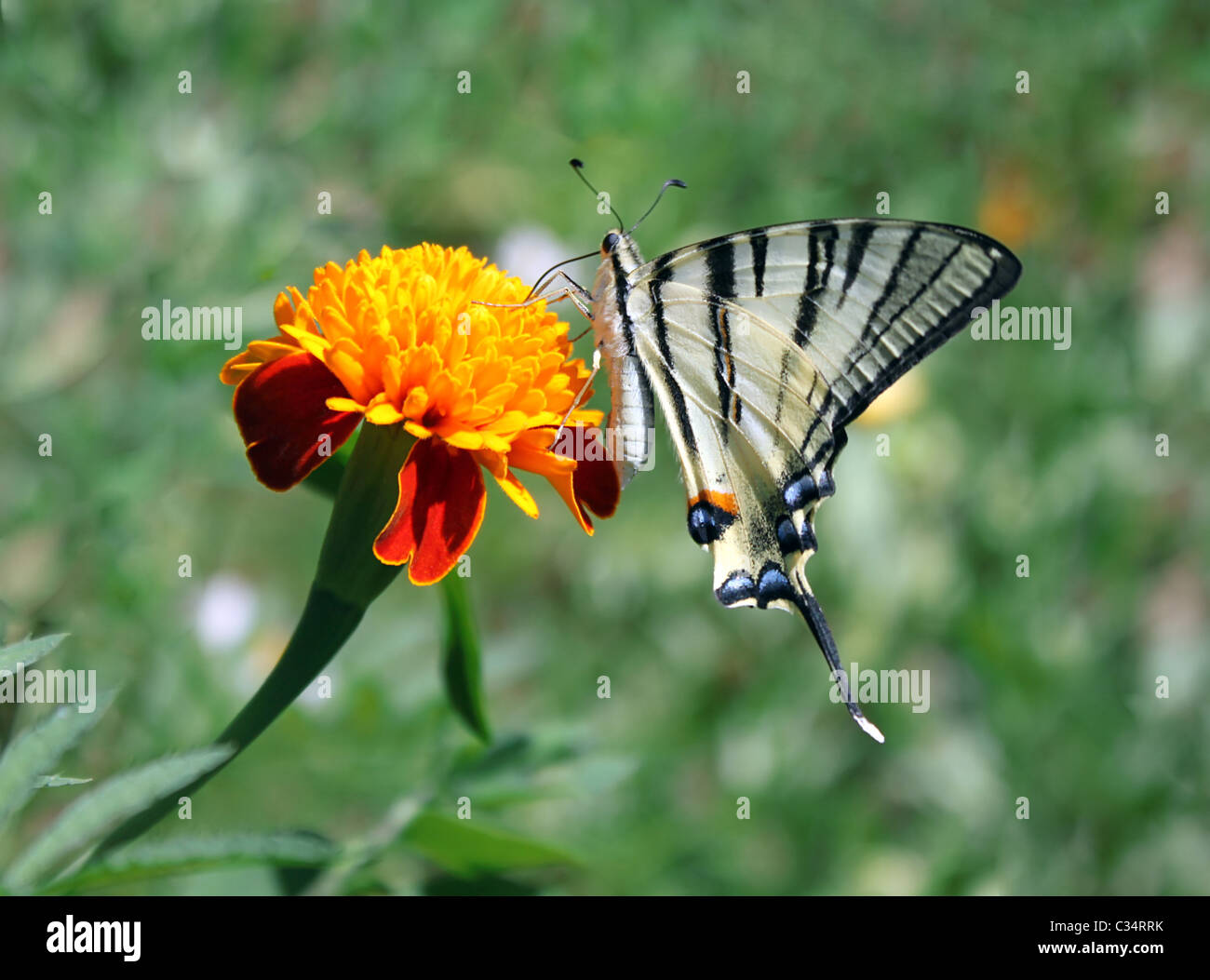 Swallowtail butterfly (rares) assis sur la fleur (marigold) Banque D'Images