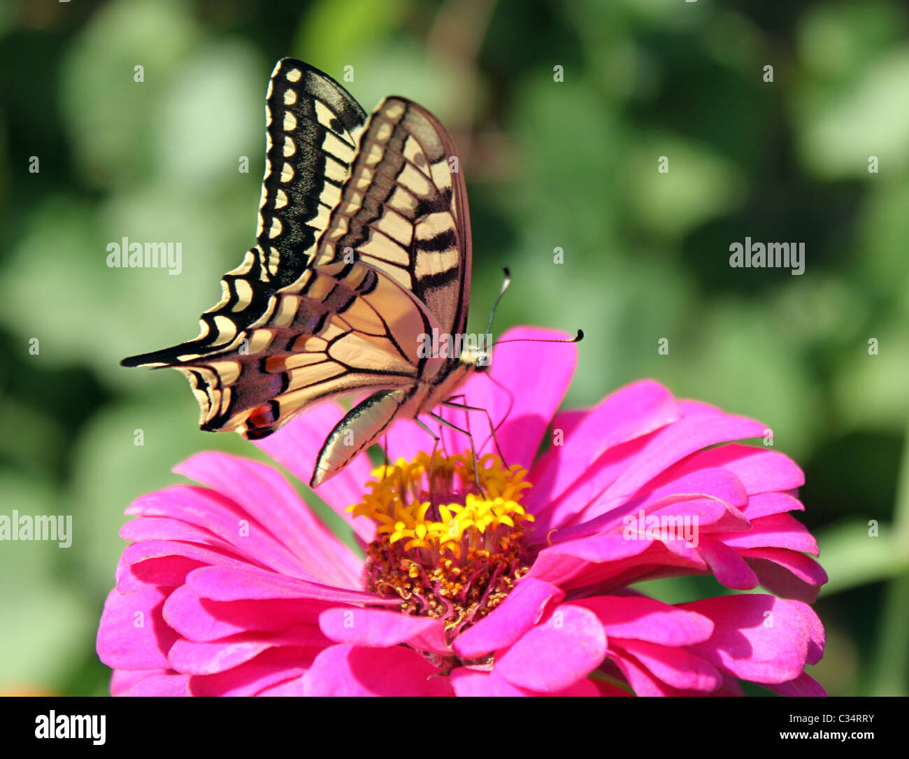 Papilio Machaon (papillon) sur zinnia violet Banque D'Images